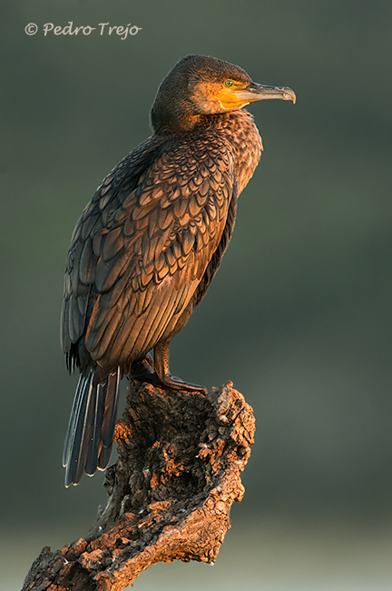 Cormoran grande (Phalacrocorax carbo)